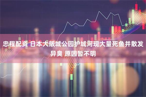 忠程配资 日本大阪城公园护城河现大量死鱼并散发异臭 原因暂不明
