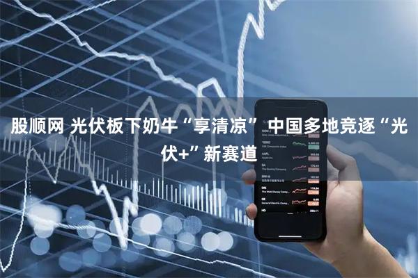 股顺网 光伏板下奶牛“享清凉” 中国多地竞逐“光伏+”新赛道